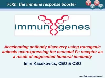 Accelerating antibody discovery using transgenic animals overexpressing the neonatal Fc