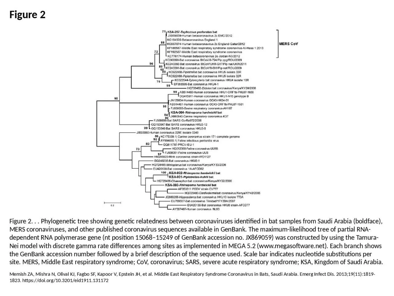 PPT-Figure 2 Figure 2. . . Phylogenetic tree showing genetic relatedness between coronaviruses