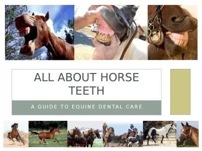 A guide to Equine dental care