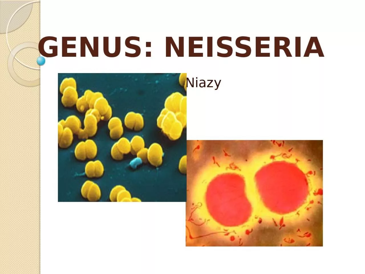 GENUS: NEISSERIA 				Amany Niazy