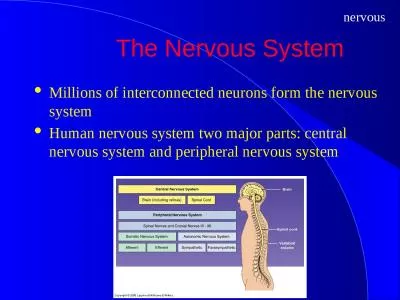 The Nervous System Millions of interconnected neurons form the nervous system