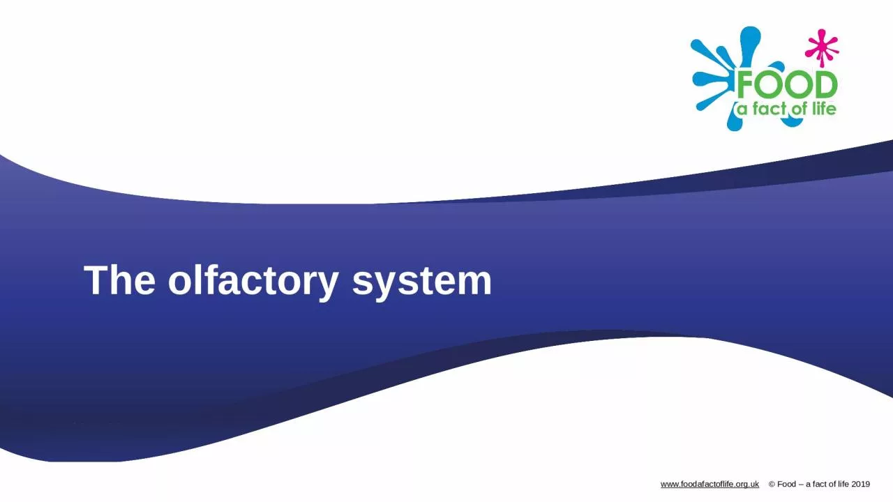 PPT-The olfactory system Using your senses