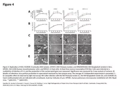 Figure 4 Figure 4. Replication of NiVs CSUR381 (Cambodia 2003 isolate), UMMC1 (NiV-Malaysia isolate