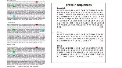 a:  OAZ1 mRNA transcript of 775-1, 775-3 and parental cell lines showing the stop codon