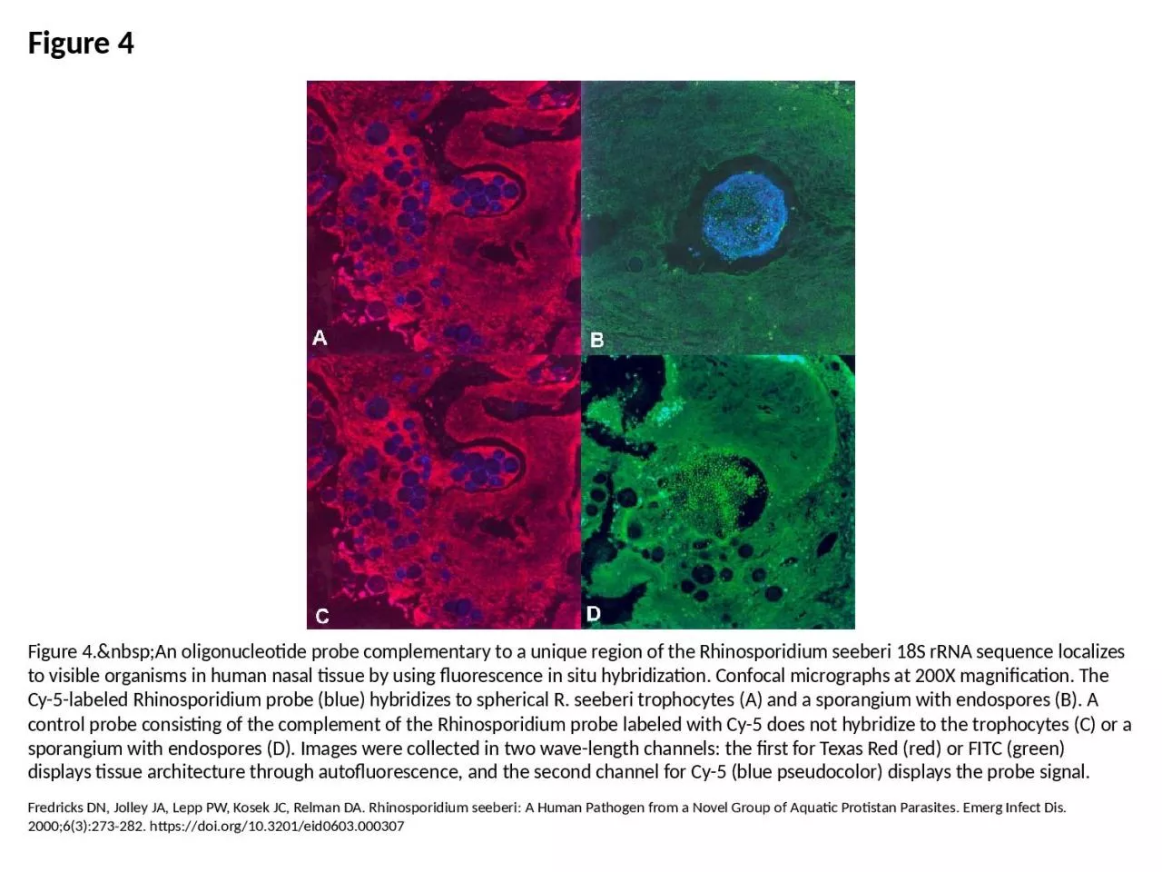 PPT-Figure 4 Figure 4.&nbsp;An oligonucleotide probe complementary to a unique region