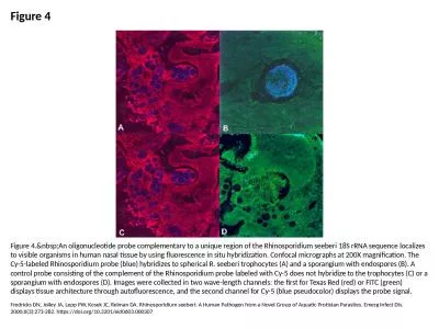 Figure 4 Figure 4.&nbsp;An oligonucleotide probe complementary to a unique region of the Rhinos