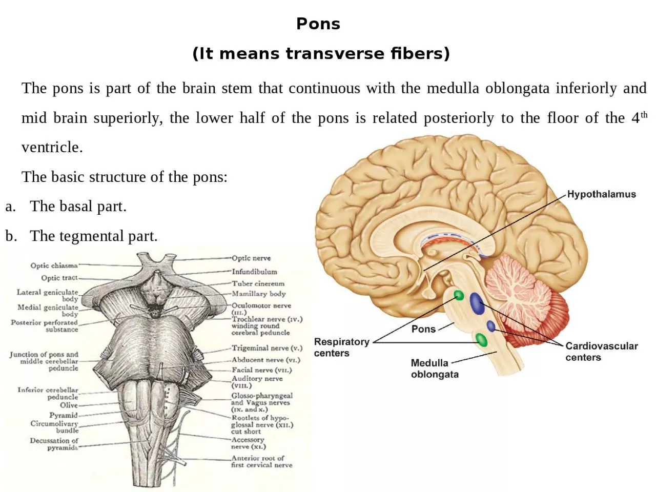 PPT-Pons (It means transverse fibers)