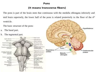 Pons  (It means transverse fibers)