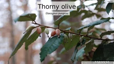 Thorny olive Elaeagnus  pungens