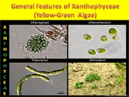 General Features of  Xanthophyceae