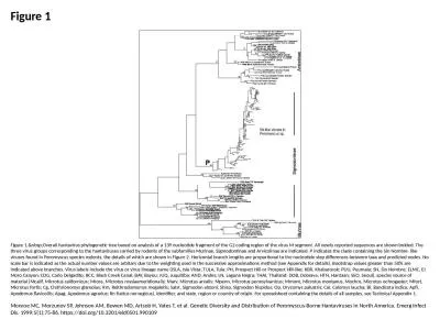 Figure 1 Figure 1.&nbsp;Overall hantavirus phylogenetic tree based on analysis of