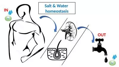 Salt & Water  homeostasis