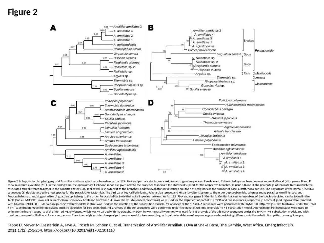 PPT-Figure 2 Figure 2.&nbsp;Molecular phylogeny of 4 Armillifer amillatus specimens based