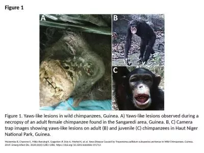 Figure 1 Figure 1. Yaws-like lesions in wild chimpanzees, Guinea. A) Yaws-like lesions