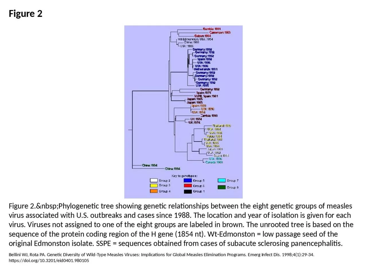 PPT-Figure 2 Figure 2.&nbsp;Phylogenetic tree showing genetic relationships between the