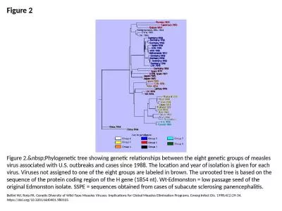 Figure 2 Figure 2.&nbsp;Phylogenetic tree showing genetic relationships between the