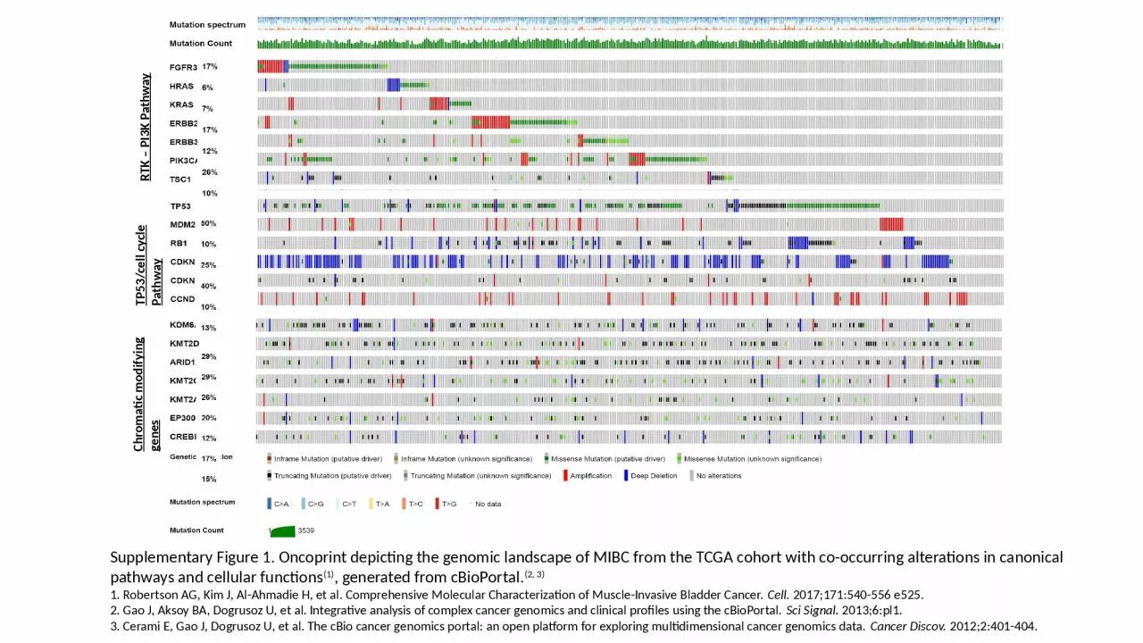 PPT-RTK – PI3K Pathway TP53/cell cycle Pathway