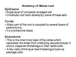 PPT-Anatomy of Maize root Epiblaema