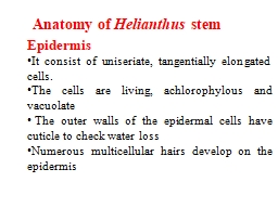 Anatomy of  Helianthus  stem