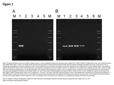 Figure 1 Figure 1.&nbsp;A) Specificity of primers for PARV4. Samples in lanes 1–5