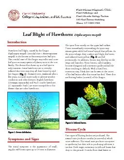 Leaf Blight of Hawthorn: Diplocarpon mespiliDiplocarpon mespili, ) is