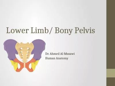 Lower Limb/ Bony Pelvis