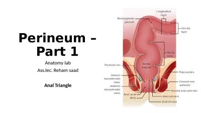 Perineum –Part 1 Anatomy lab