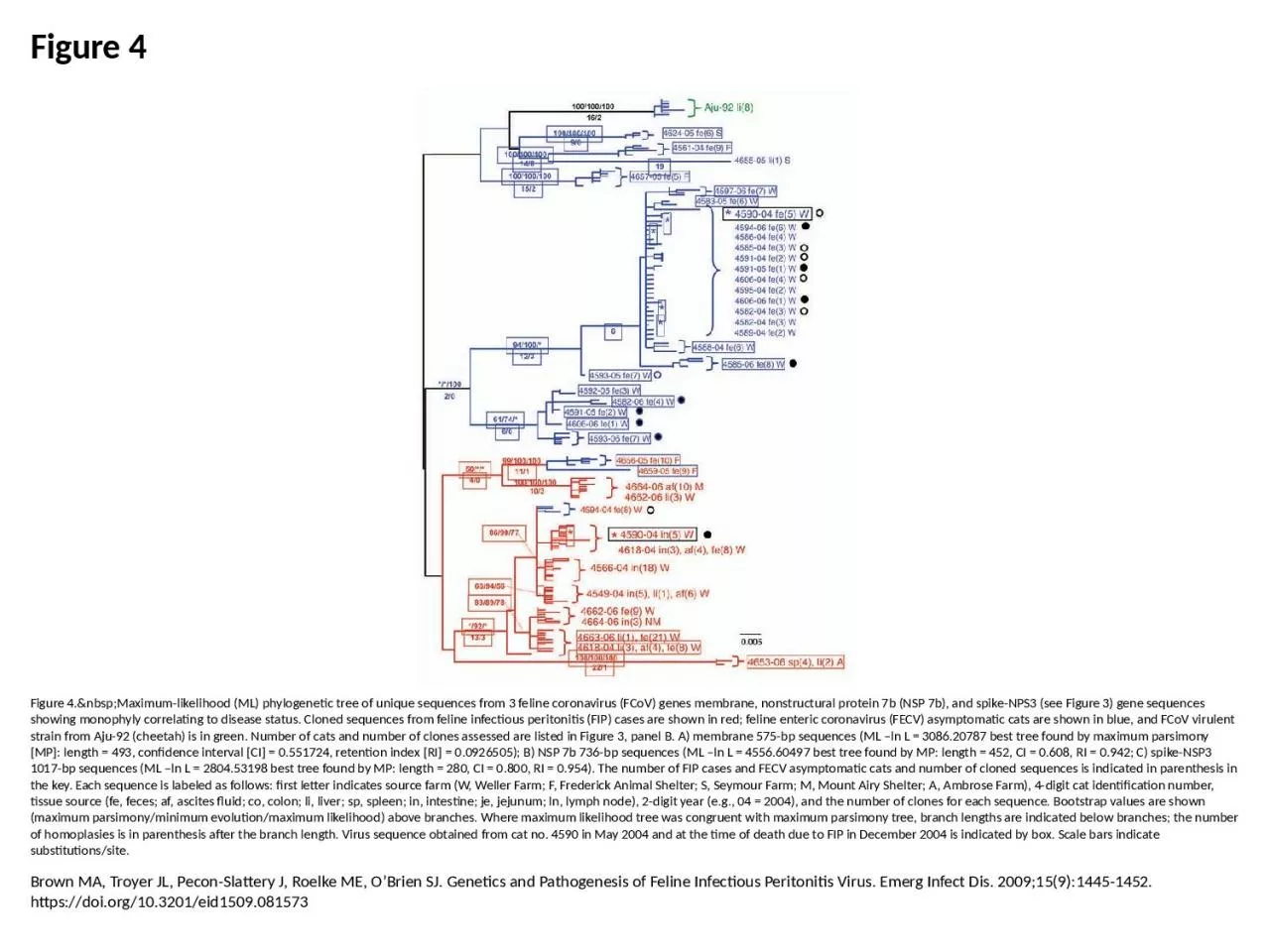 Figure 4 Figure 4.&nbsp;Maximum-likelihood (ML) phylogenetic tree of unique sequences