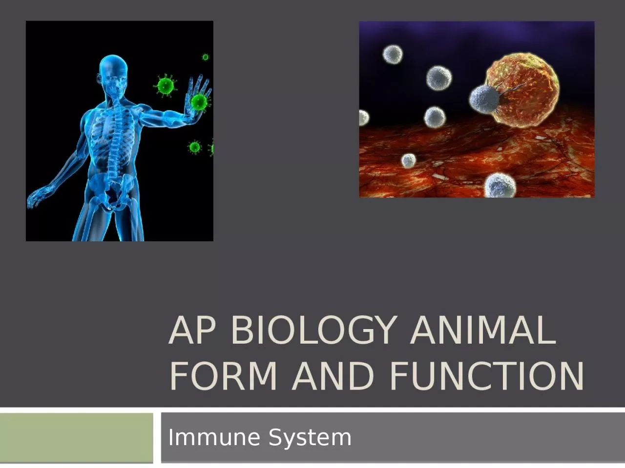 PPT-AP Biology Animal Form and function