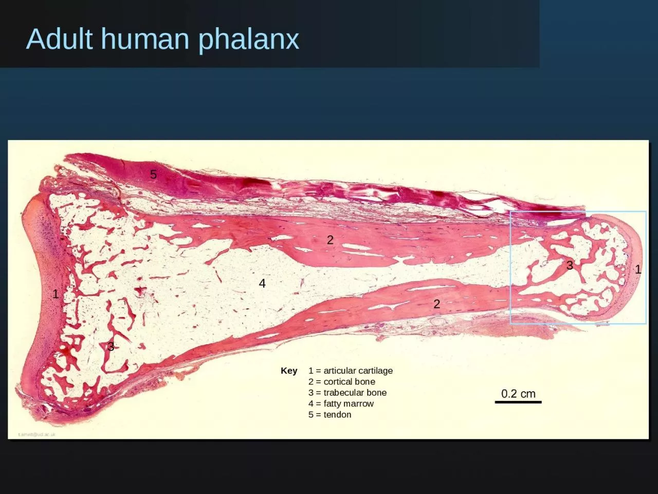 PPT-t .arnett@ucl.ac.uk 1 1 2