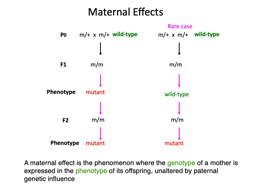 PPT-Maternal Effects m/m mutant