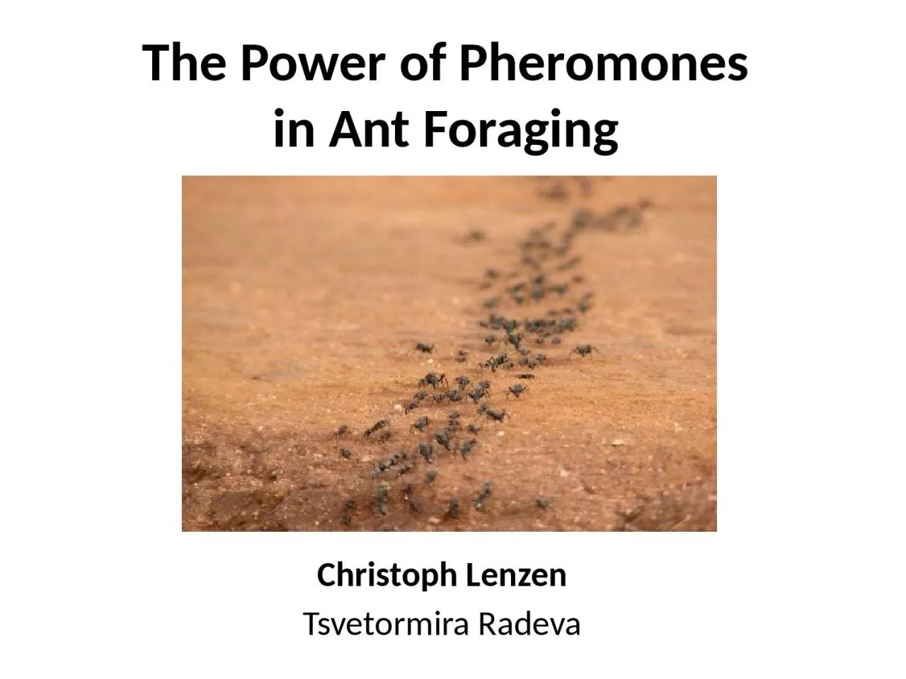 PPT-The Power of Pheromones in Ant Foraging