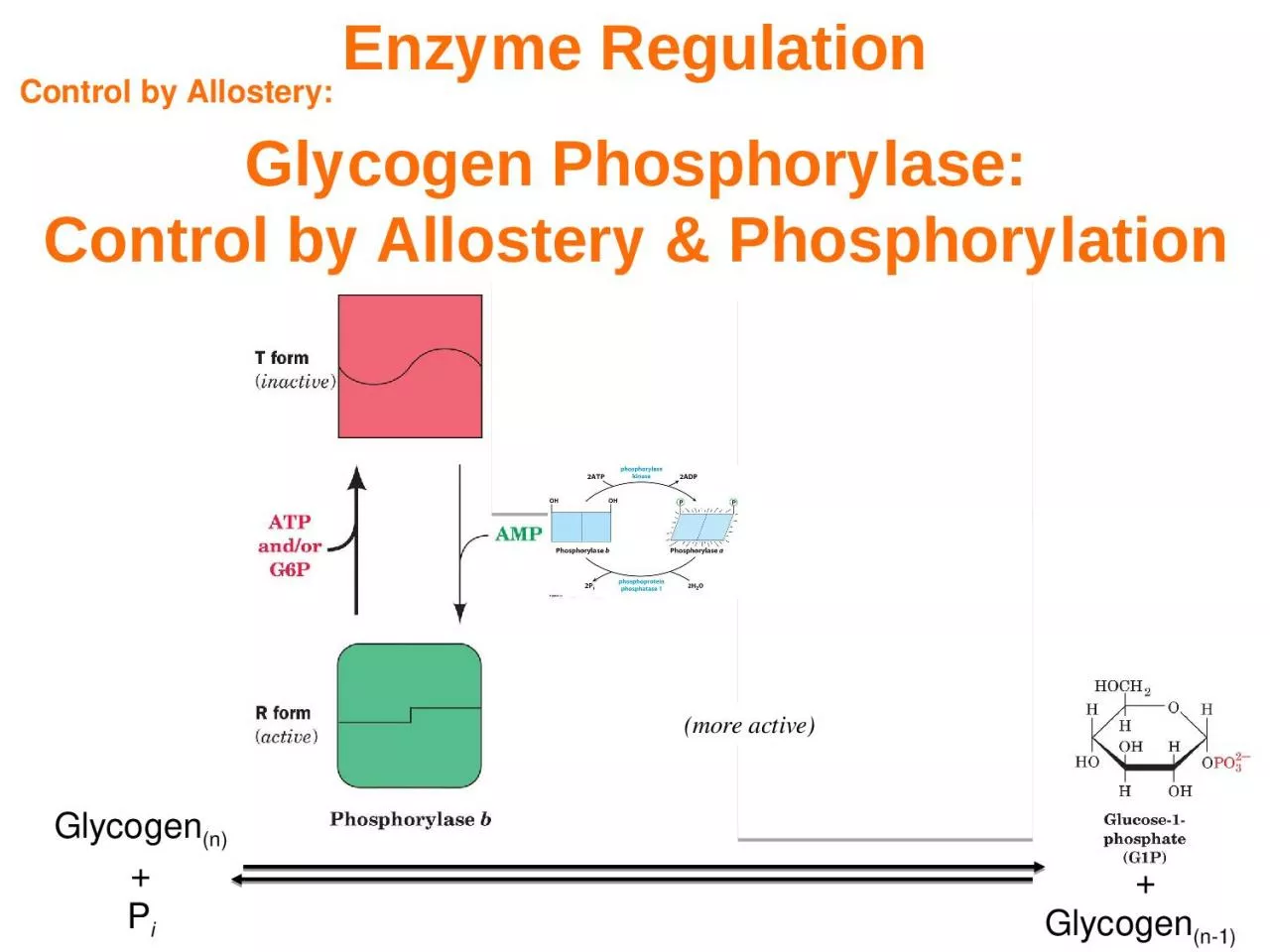 PPT-Enzyme Regulation Control by