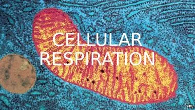 CELLULAR RESPIRATION   WHAT IS CELLULAR RESPIRATION?