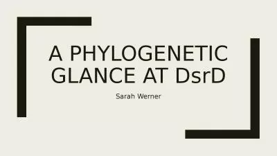 A  phylogenetic Glance at