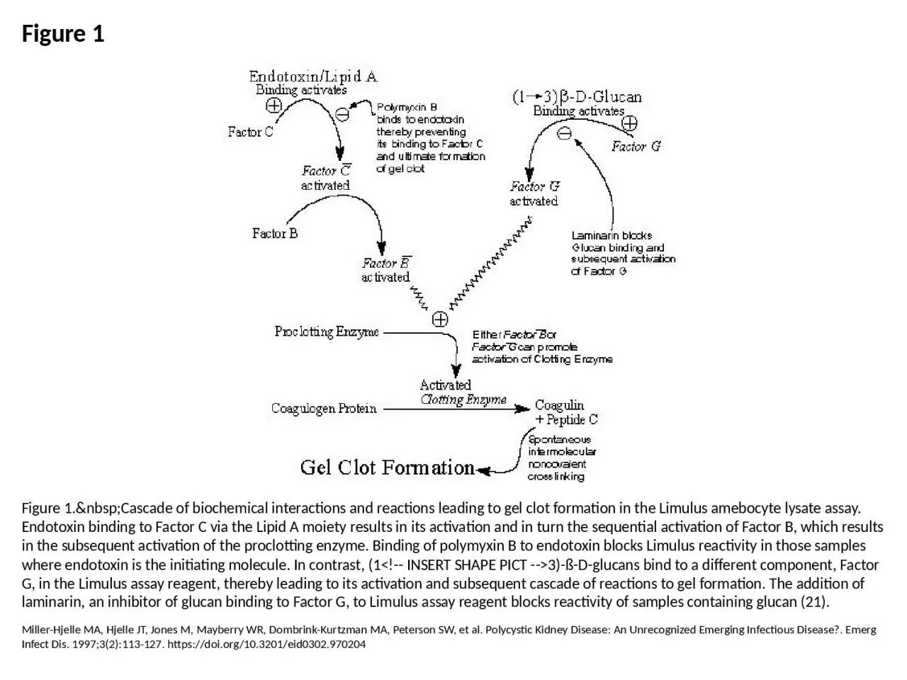 PPT-Figure 1 Figure 1.&nbsp;Cascade of biochemical interactions and reactions leading