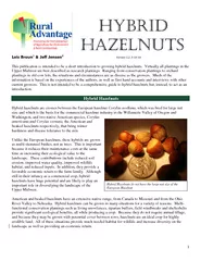 Hybrid Hazelnuts do not have the large nut size of the