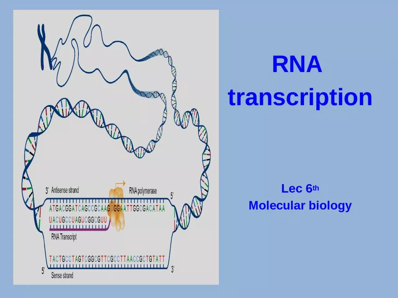 RNA  transcription Lec  6