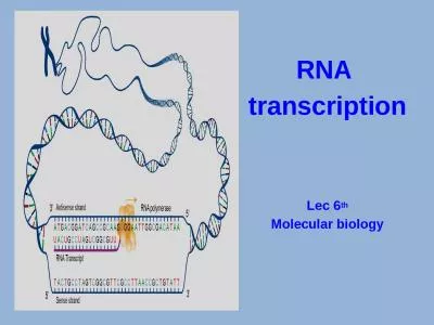 RNA  transcription Lec  6