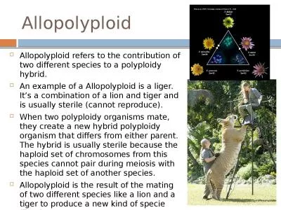 Allopolyploid Allopolyploid refers to the contribution of two different species to a polyploidy hyb