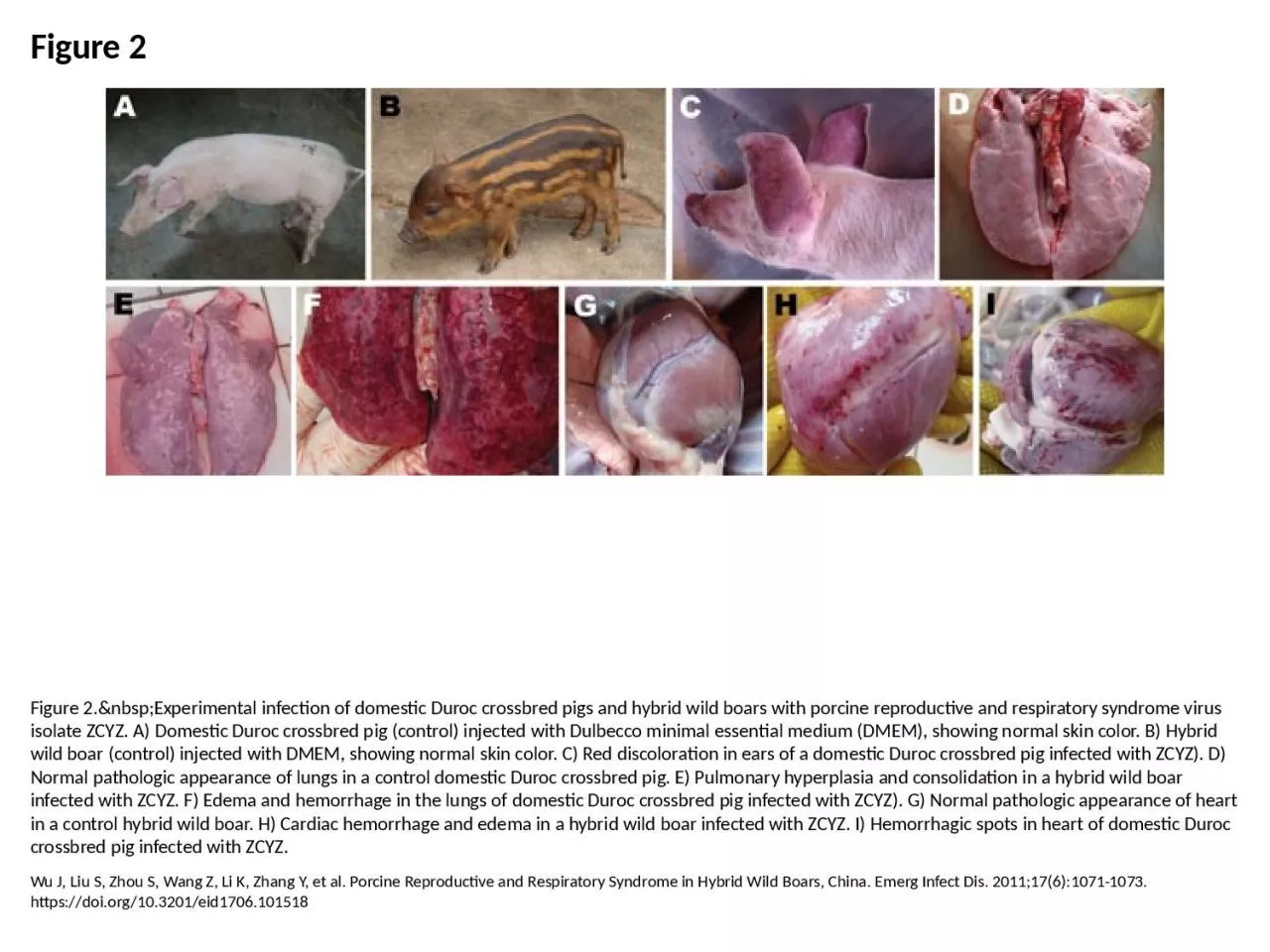 Figure 2 Figure 2.&nbsp;Experimental infection of domestic Duroc crossbred pigs and