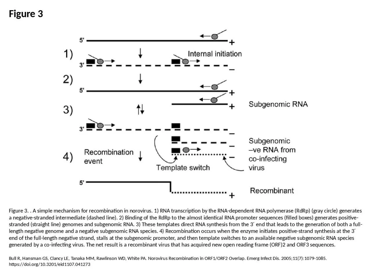 PPT-Figure 3 Figure 3. . A simple mechanism for recombination in norovirus. 1) RNA transcription