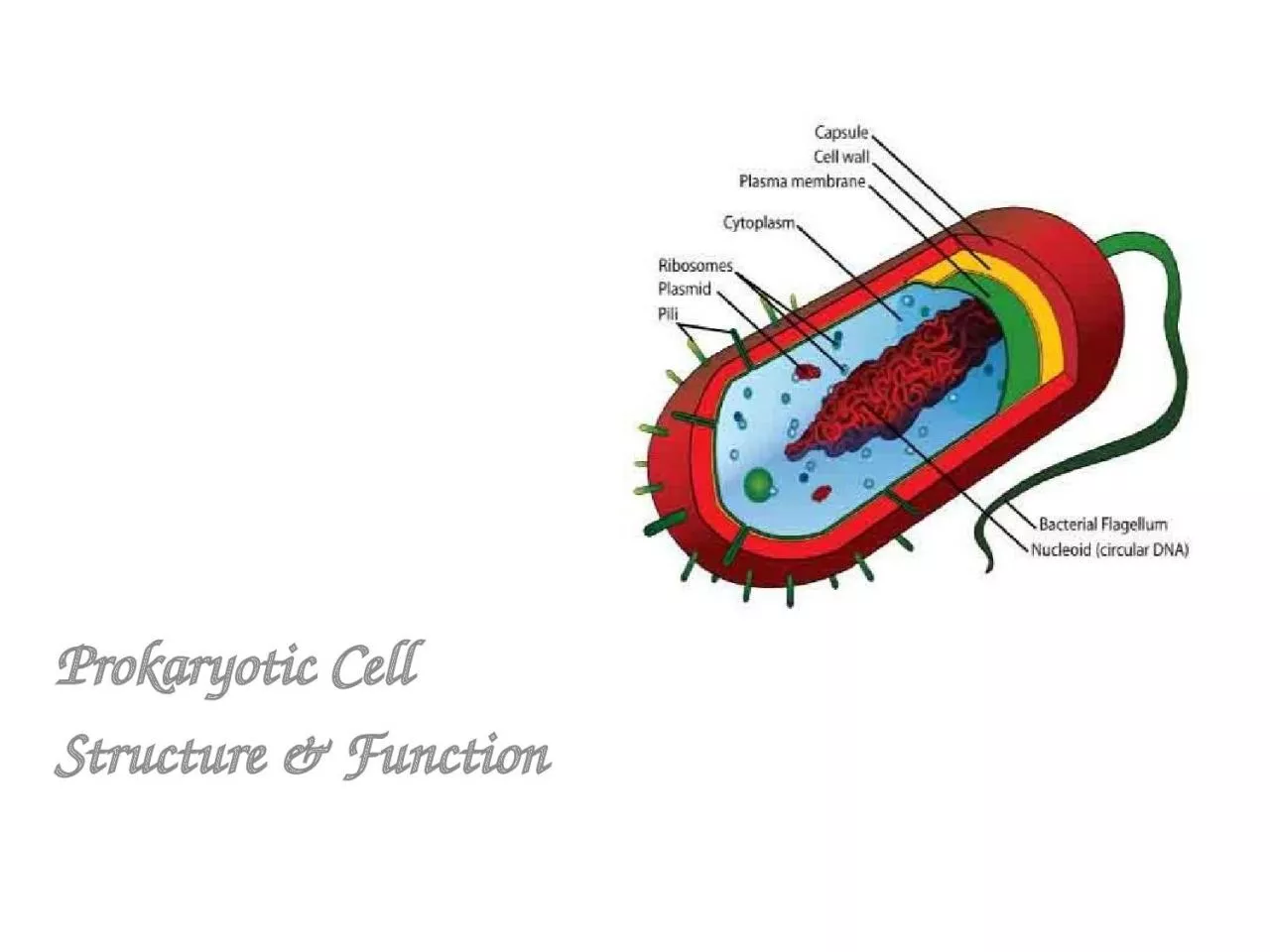 PPT-Prokaryotic Cell Structure & Function