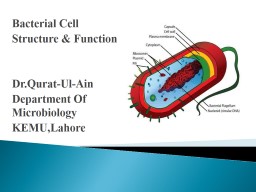 Bacterial Cell  Structure & Function