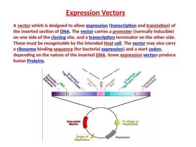 Expression Vectors A  vector