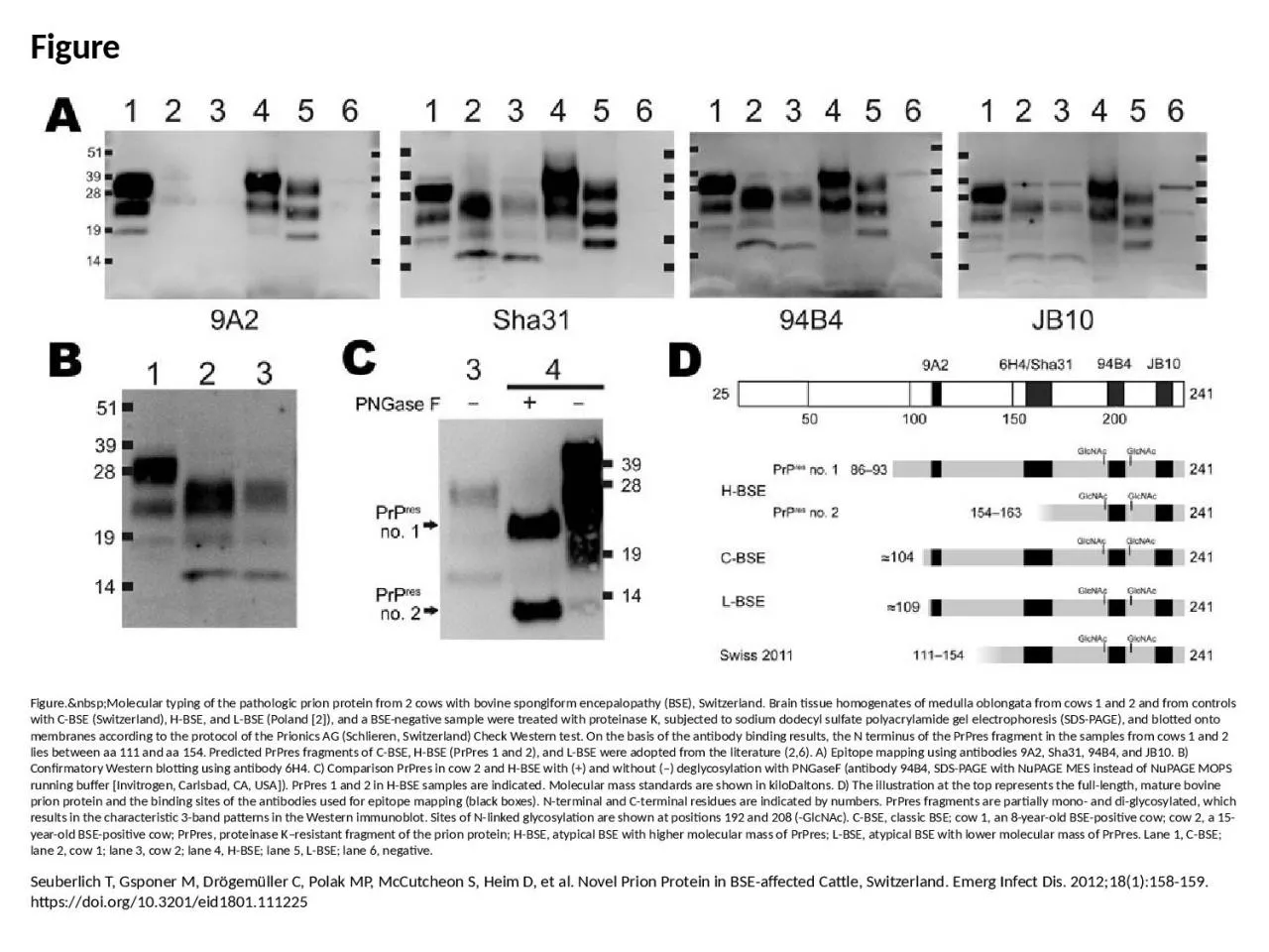 PPT-Figure Figure.&nbsp;Molecular typing of the pathologic prion protein from 2 cows with