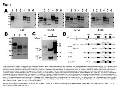 Figure Figure.&nbsp;Molecular typing of the pathologic prion protein from 2 cows with bovine sp