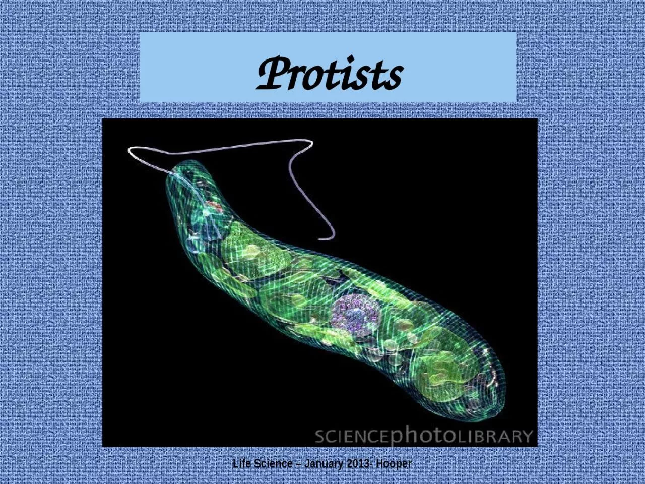 PPT-Protists Life Science – January 2013- Hooper