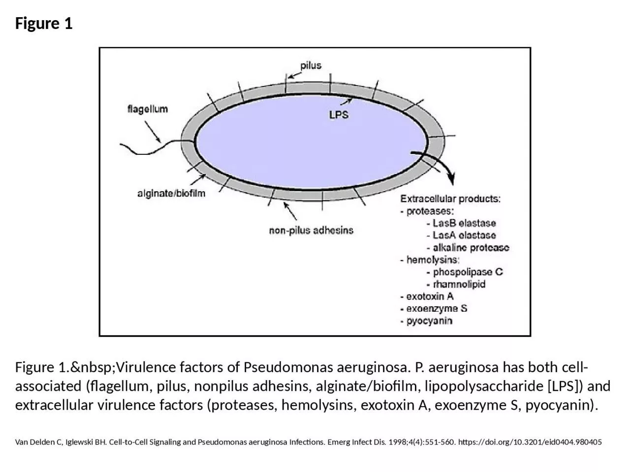 PPT-Figure 1 Figure 1.&nbsp;Virulence factors of Pseudomonas aeruginosa. P. aeruginosa