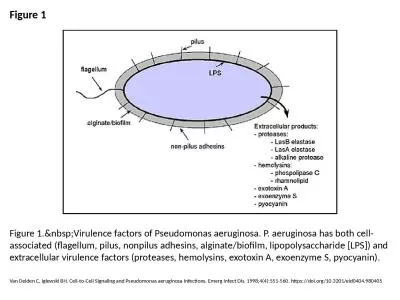 Figure 1 Figure 1.&nbsp;Virulence factors of Pseudomonas aeruginosa. P. aeruginosa